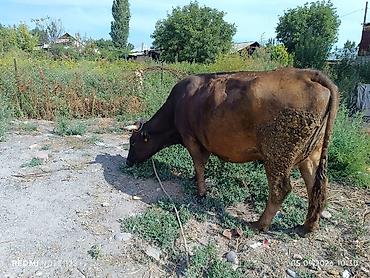Продаю | Корова (самка) | Алатауская | Для разведения | Стельные at lalafo.kg Продаю | Корова (самка) | Алатауская | Для разведения | Стельные