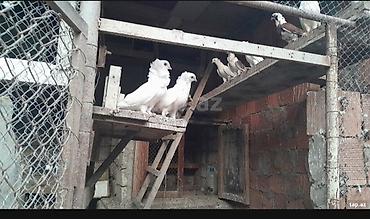 goyercin satilir: 20ədədi cəm șəkildə satilir.
1i 5azndır — 2