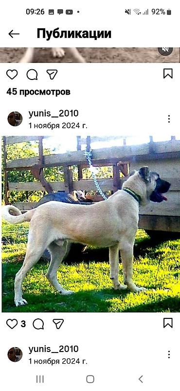 İtlər: Kanqal — 10