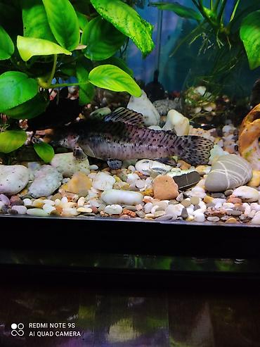 Аквариумы: Аквариум заводской, с крышкой 60 литров, со всеми комплектующими — 9