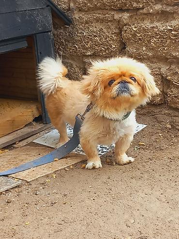 avçarka bala: Pekines, 1 il, Dişi — 2