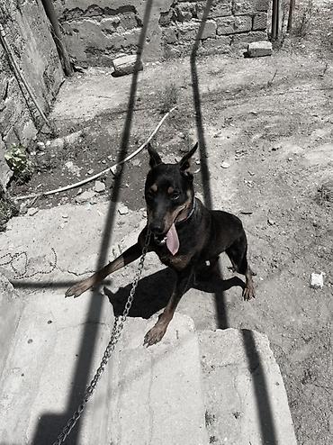 dişi doberman: Doberman, 1 il, Dişi, Peyvəndli, Ödənişli çatdırılma, Ünvandan götürmə — 2