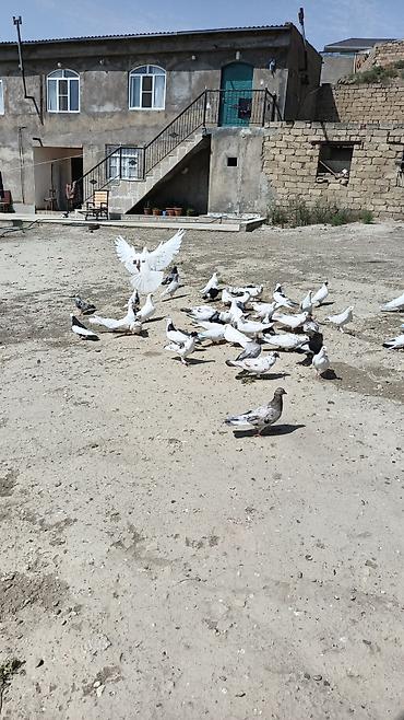 bulbul quşu satışı: Qunduz və rəngarəng ev göyərçinləri – iri sürü - Növlər: ağ, qara-ağ — 2