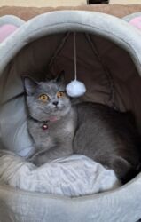 собаку в добрые руки: Британская, Самка, В добрые руки, Платная доставка