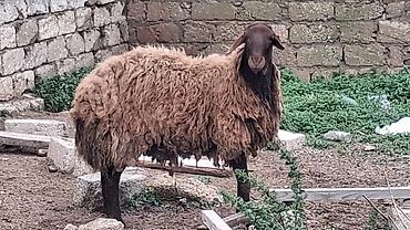 Mal-qara: Qoyun – yerli ət-yun istiqamətli damazlıq heyvan - Cins: ehtimalən — 3