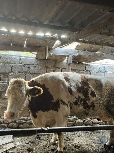 симентал: 1qarin dogub at lalafo.az симентал: 1qarin dogub