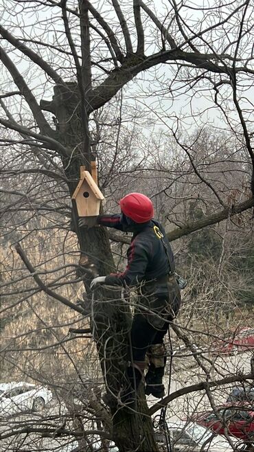 продажа деревьев: ✅ Спил и удаление деревьев. Безопасно и быстро! 🌳 Профессиональные