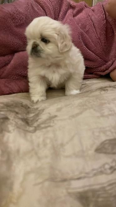 kiçik heyvanlar: Pekines, 1 ay, Dişi — 3