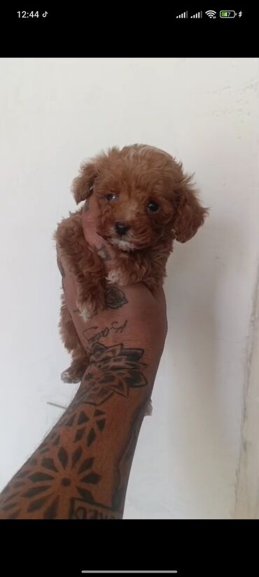 İtlər: Pudel, 3 ay, Erkek, Peyvəndli, Ünvandan götürmə — 15