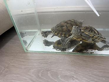 бородатая агама: Отдадим в хорошие руки! Красноухие черепахи (Trachemys scripta — 1