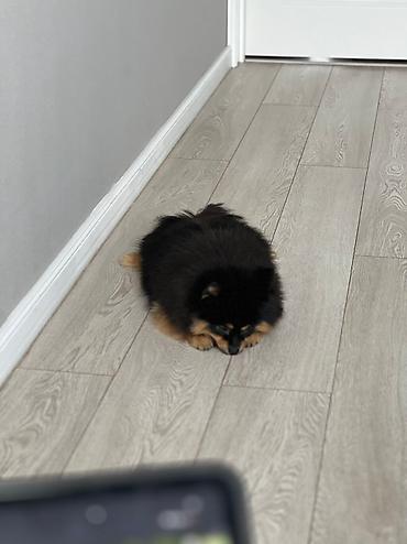 Продажа собак: Шпиц, 2 года, Самец, С прививкой — 5