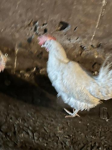 Птицы: Продаю несушек 300 голов 
1,5 года — 6