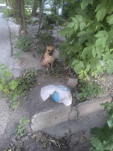 собачья: Пожалуйста, заберите кто нибудь собачку, добрая, отзывчивая — 3