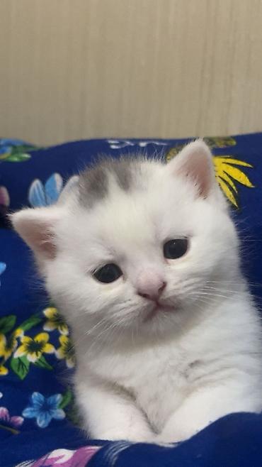 Pişiklər: Britan — 21