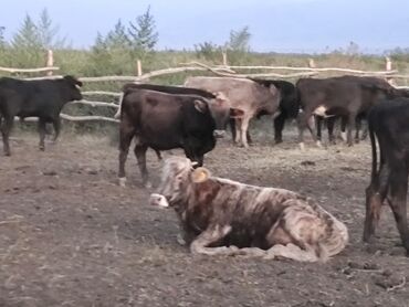 колбасный цех кара балта: Малчы керек Кара Балтага