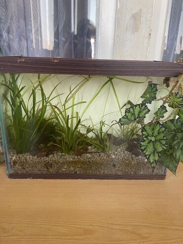 Dördbucaq akvarium, Balıqlarla birlikdə, 10 l, Ünvandan götürmə