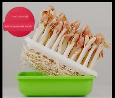 Другие товары для кухни: Лотки для проращивания:
маленький черный 300с
большой прозрачный 400с — 3