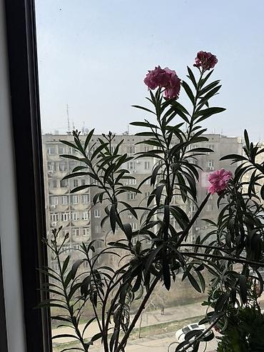 олеандр: Нерий олеандр (розовоцветущий) в горшке - Декоративное вечнозелёное — 2