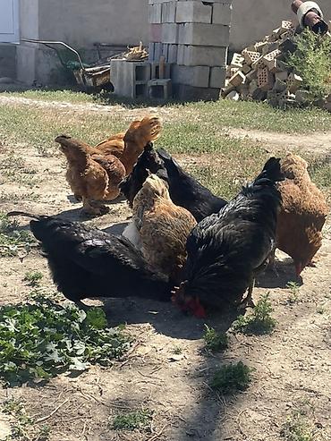 живые куры: Продаю | Куры | Домашняя | Для разведения — 1