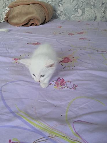 Dişi, Yaxşı əllərə, Ünvandan götürmə