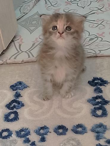 кошки сиамская: Котята, домашние, ручные Описание: - Очаровательные малыши с голубыми — 3