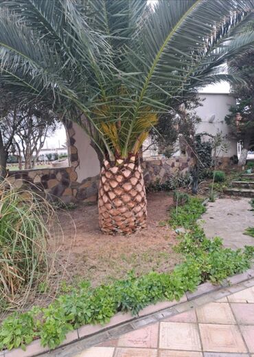 Landşaft işləri: Bağbanam kime bağban lazımdırsa buyura biler — 14