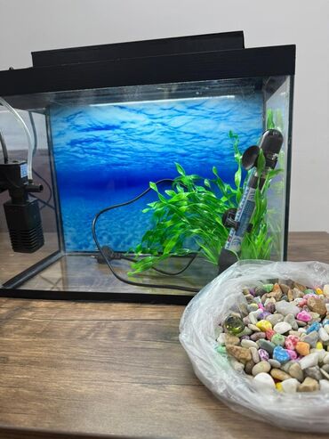 отдам котёнка в добрые руки: Dördbucaq akvarium, Boş, 20 l, Ünvandan götürmə