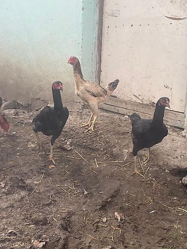 avstrolop yumurtasi: Mayalı Sosyet heyratı yumurtaları satılır yaxşı heyvanların — 8