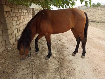 poni atlar v Azərbaycan | Kürklər: Madyan təmiz yorğadı 45 gedir,5 yaşı var