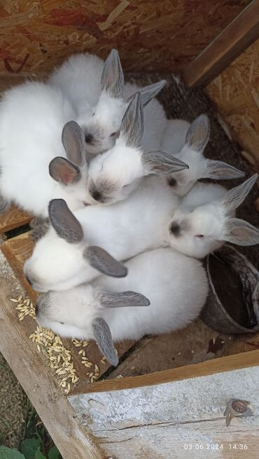 мяса кролика: Крольчата колифы 43дня 7штук 
по 350 сом (находимся в Шопокове )
