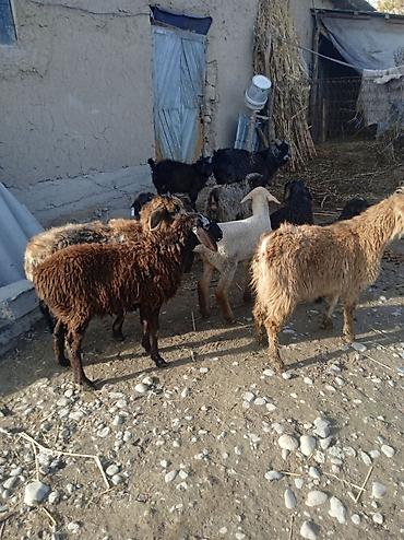 Баран, овца: Продаю | Ягненок | Для разведения — 4
