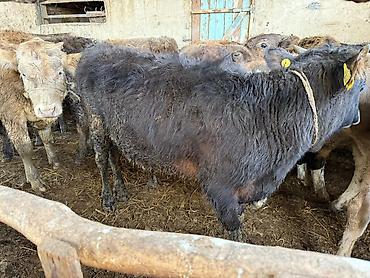 Коровы, быки: Продаю | Бык (самец), Тёлка | Для разведения | Привязанные — 9