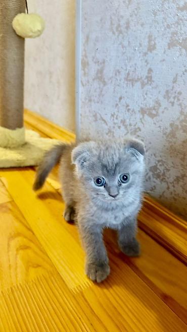 Pişiklər: Britan — 14