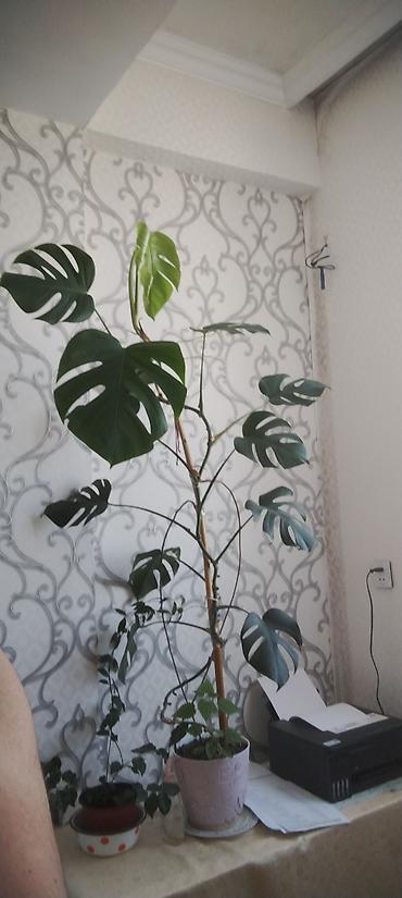 Dəvə dabanı bitkisi Monstera deliciosa (fil yarpağı) otaq bitkisi -