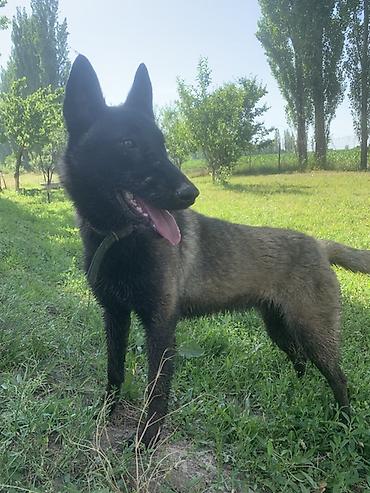 мал айдаган ит керек: Бельгия овчаркасы, 1 жаш, Ургаачы, Эмделген, Ит тегин тастыктоочу документ — 3