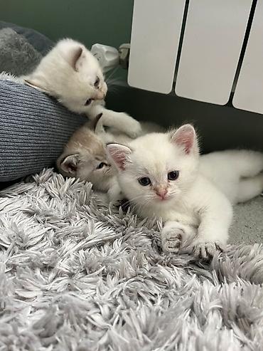 Pişiklər: Şinşilla — 11