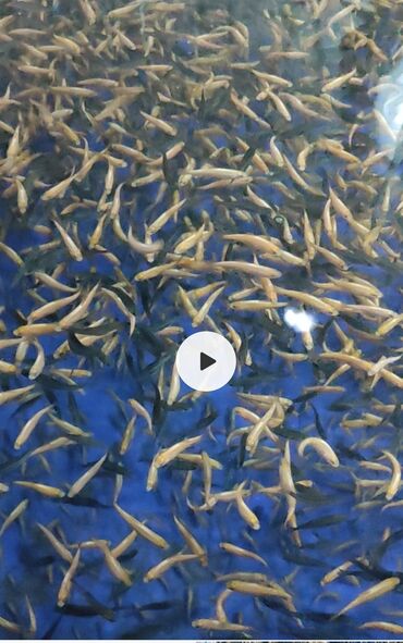 Рыбы: Малек форели 2-5 грамма Янтарка и Радужная -Франция-общее количество