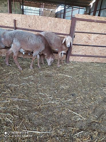 Баран, овца: Продаю | Баран (самец) | Долан, Арашан | Для разведения — 9