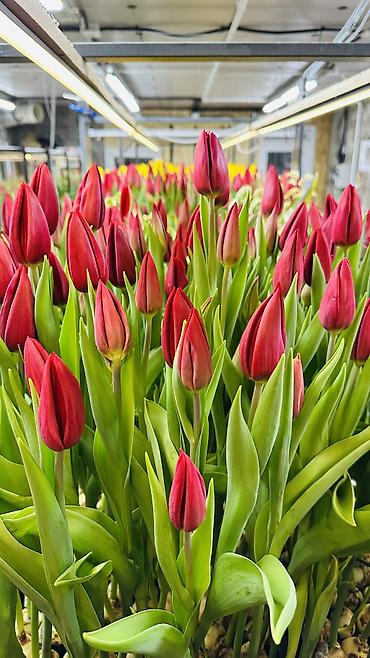 Букеты из живых цветов: ТЮЛЬПАНЫ ТЮЛЬПАНЫ ТЮЛЬПАНЫ на 8 марта. Бронь - Палитра: ярко‑желтые — 5