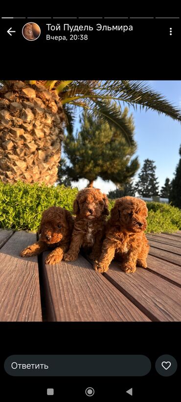 heyvanlara verilen xususi adlar: Пудель