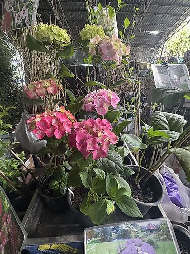 Другие садовые цветы и кустарники: В наличии метельчатые и крупно листовые гортензиии .все сорта есть — 12