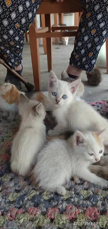 Животные: Котята культурные и воспитанные отдам добрым людям в хорошие руки — 3
