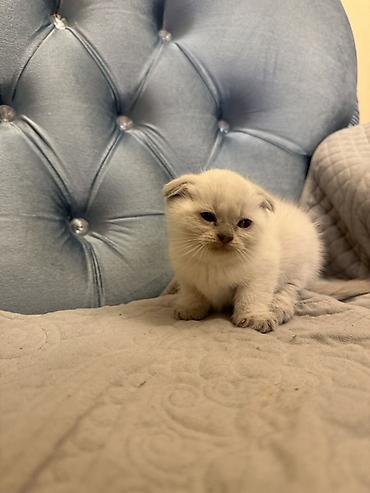 Кошки: Шотландская вислоухая — 1