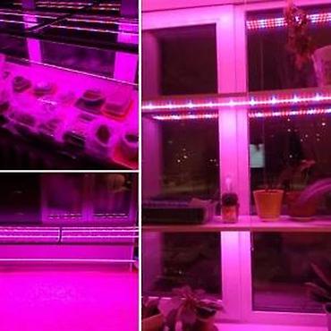 retro luster: GROW LED TRAKA ZA RAST BILJAKA 3:1 5050 DIODE 12V | *Brojni — 9