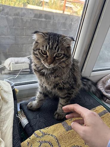 карликовый кох: Отдам добрые руки ! Котёнок с вислыми ушками, пушистый, тигровый — 4