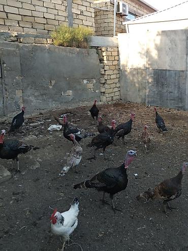 Fere untuwqalar satlir 6 dene bezleri yumurtlayir erkekde var 4