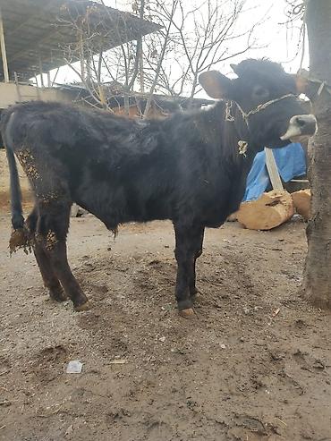Коровы, быки: Продаю | Бык (самец) | На откорм | Привязанные — 9