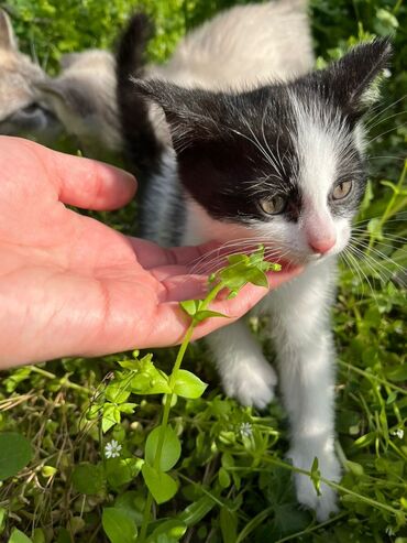 отдам котенка: Отдам в добрые руки котенка девочка 4 месяца игривая к лотку приучена