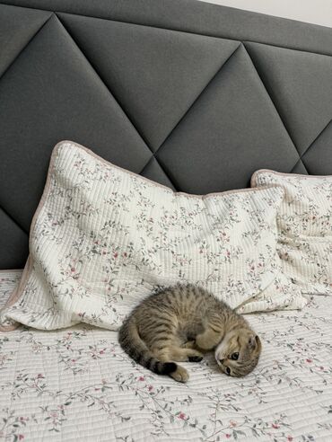 Коты: Сладкая кошечка Скоттиш Фолд ищет себе новую семью 🧡 Порода