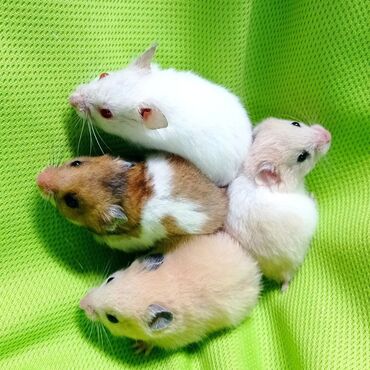 Хомяки: Продаются хомячки джунгарские, сирийские, ангорские пушистые хомячки — 11